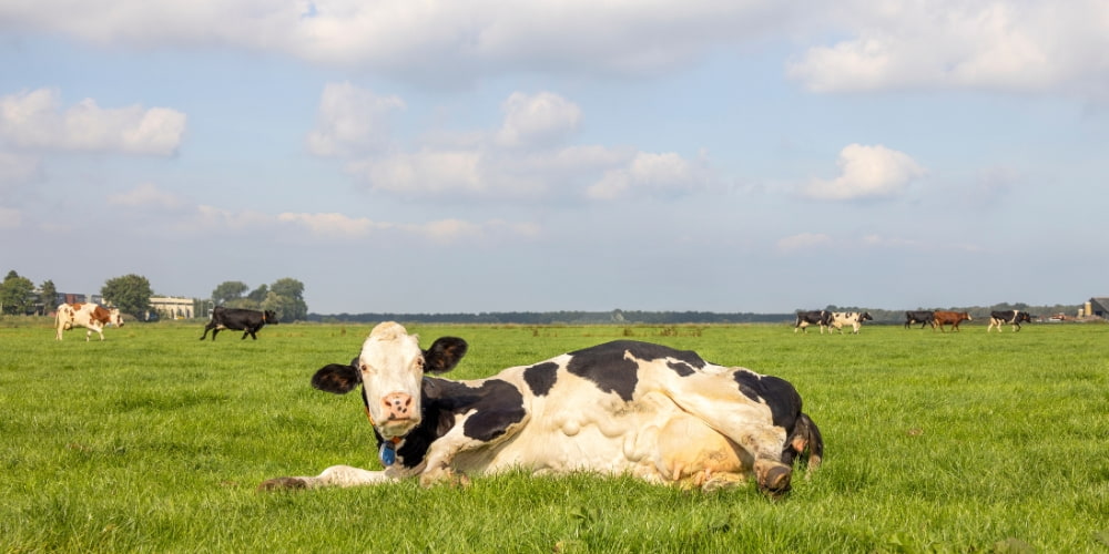 milk fever in cows pic