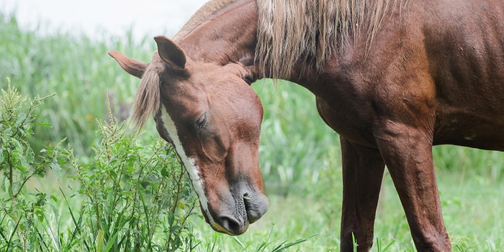 馬傳染性貧血是什麼?快速認識EIA症狀、檢測方法與預防關鍵 馬傳染性貧血是什麼?快速認識EIA症狀、檢測方法與預防關鍵