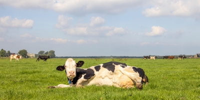 milk fever in cows s-pic