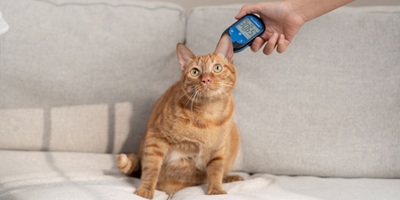 Diabetic Ketoacidosis in Cats Treatment and Prevention Guide
