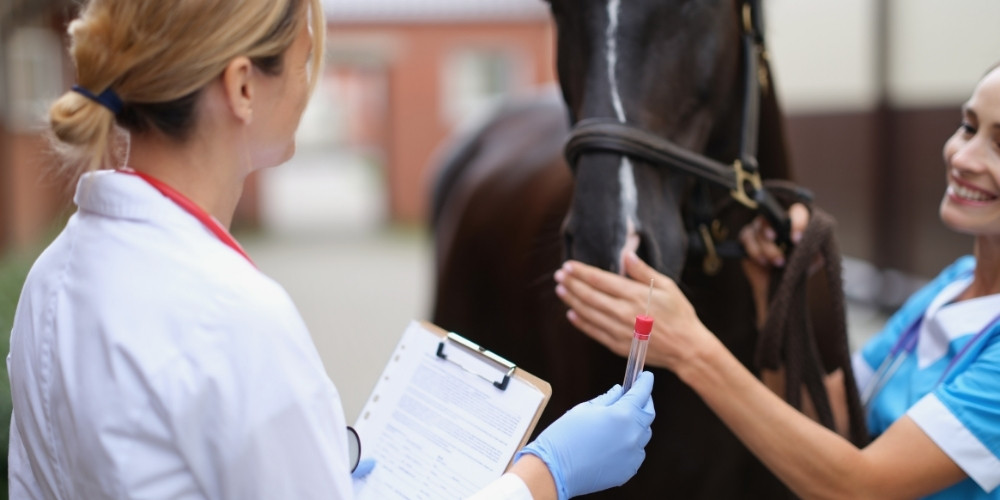 馬匹血液檢查重要嗎？了解項目、費用與流程，控管馬匹健康！ 