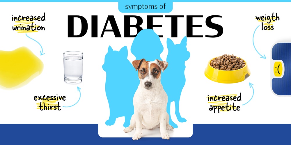 犬隻糖尿病酮酸中毒症狀有哪些？從日常掌握與監測狗狗健康狀況